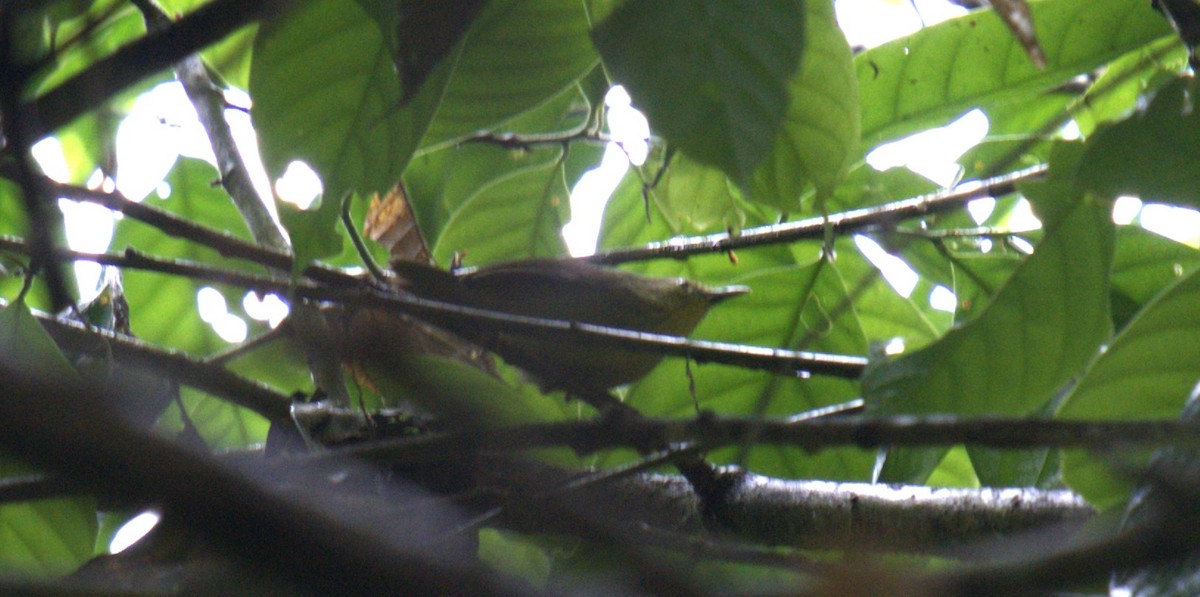 Pin-striped Tit-Babbler - ML627200287