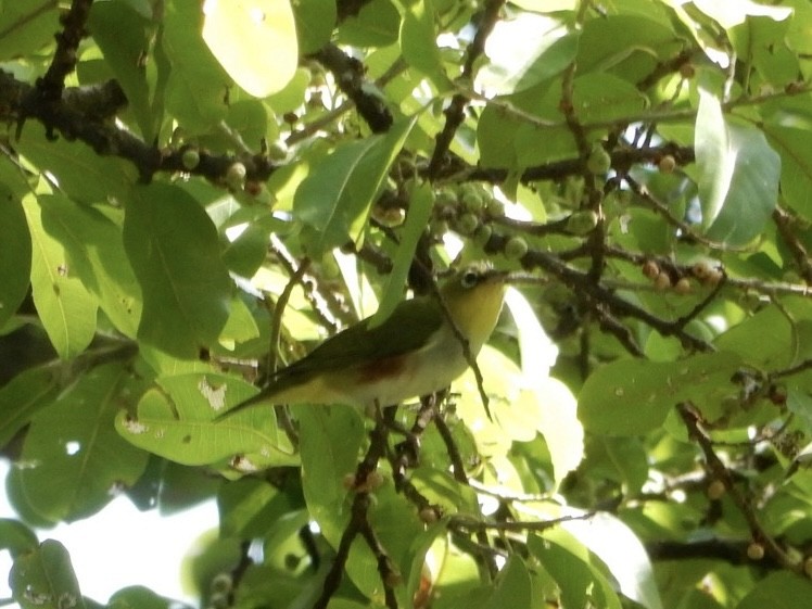 Chestnut-flanked White-eye - ML627200300