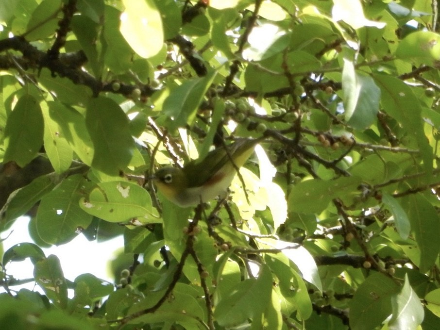 Chestnut-flanked White-eye - ML627200301