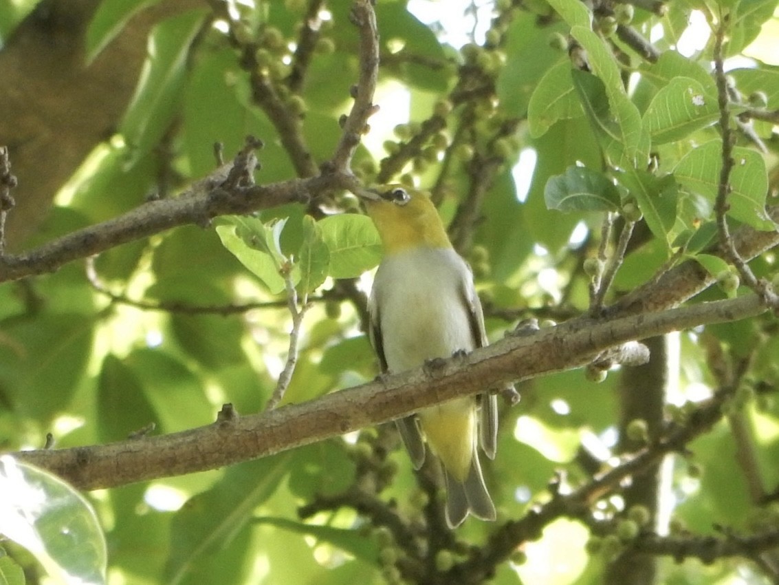 Chestnut-flanked White-eye - ML627200302