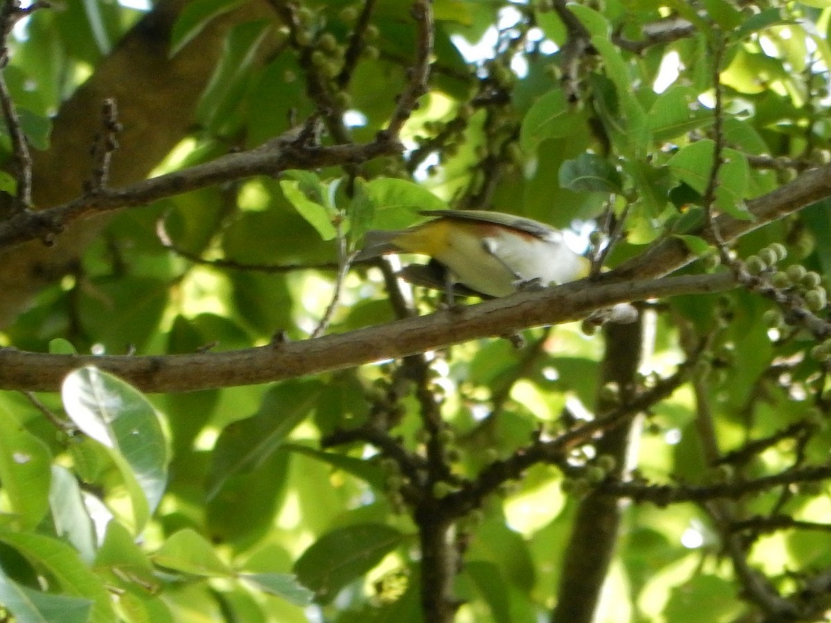 Chestnut-flanked White-eye - ML627200303