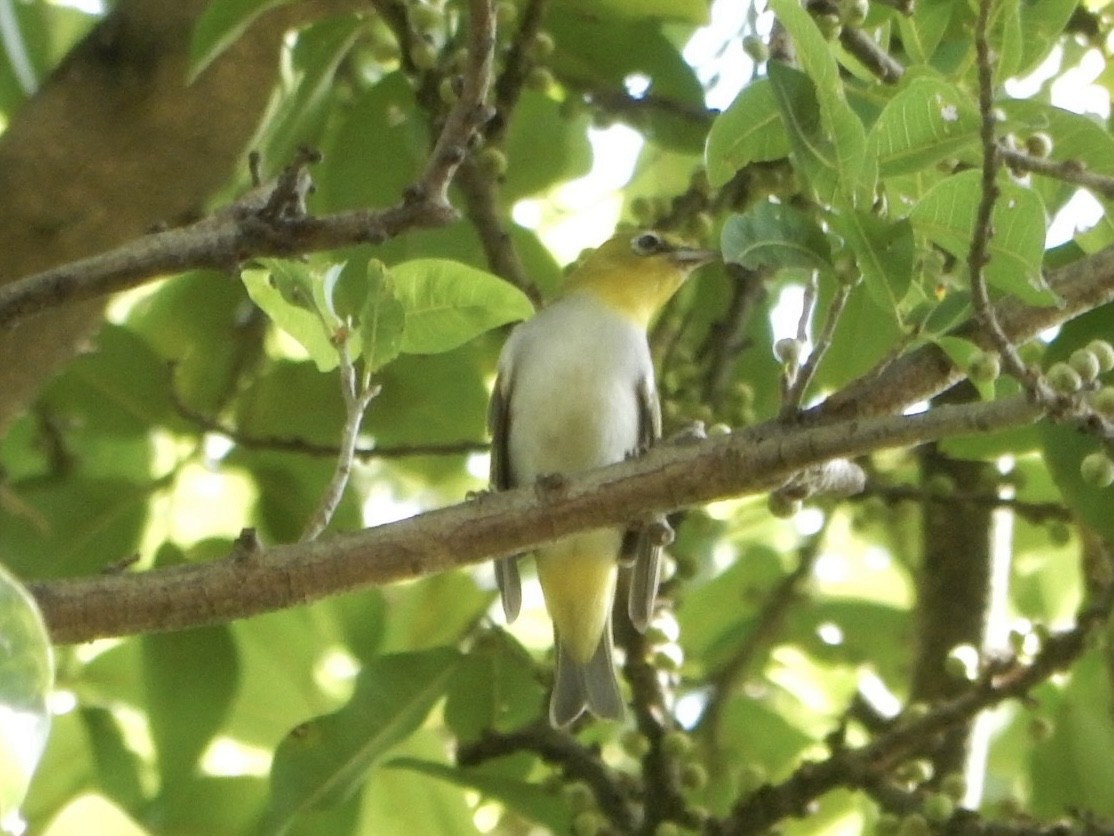 Chestnut-flanked White-eye - ML627200304