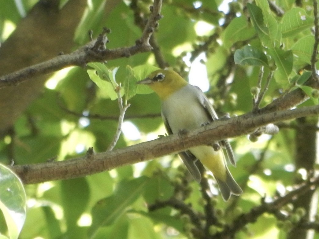 Chestnut-flanked White-eye - ML627200305