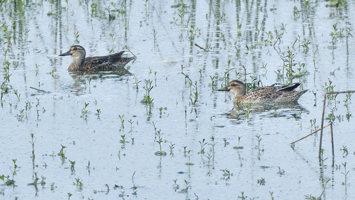 Garganey - ML627200314