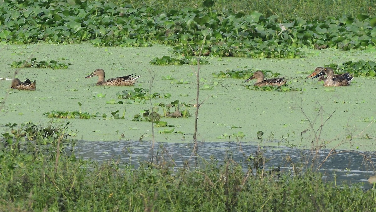 Northern Shoveler - ML627200315