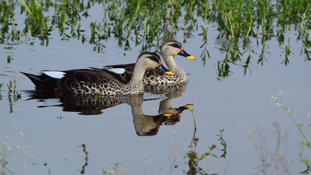 Indian Spot-billed Duck - ML627200317