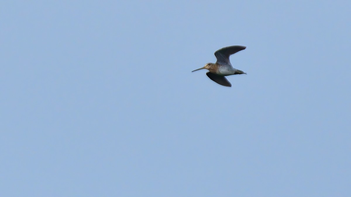 Common Snipe - ML627200318