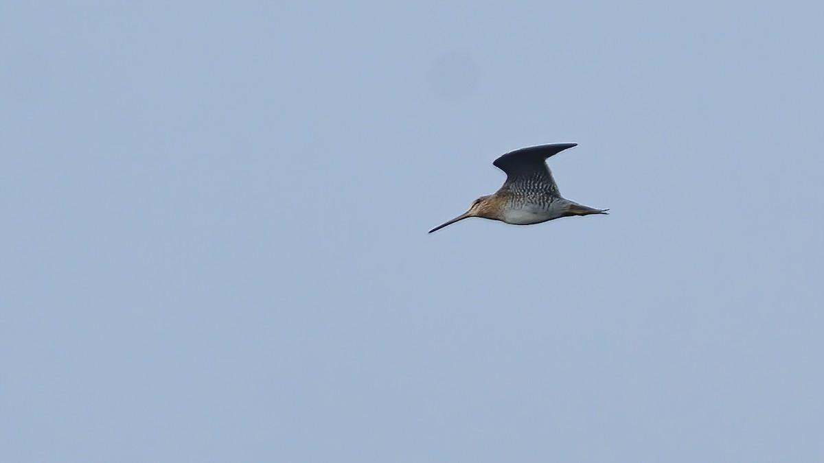 Common Snipe - ML627200320