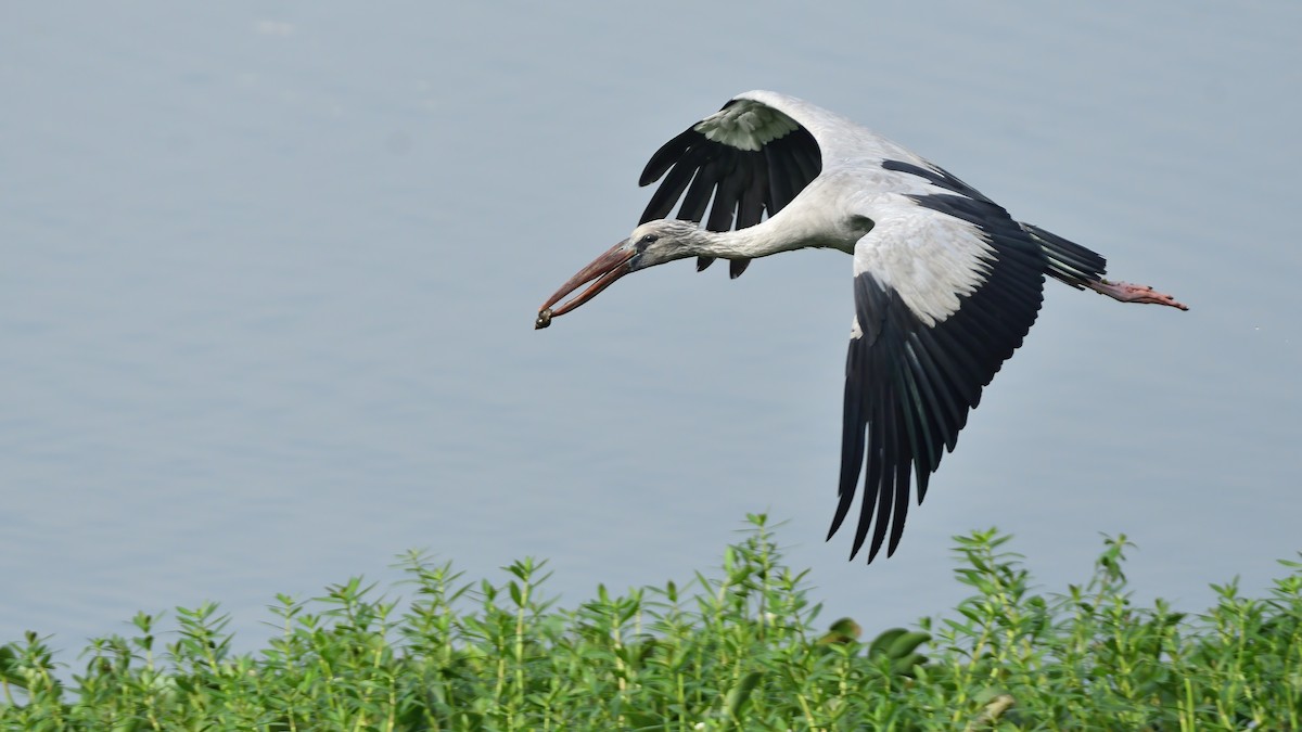 Asian Openbill - ML627200323