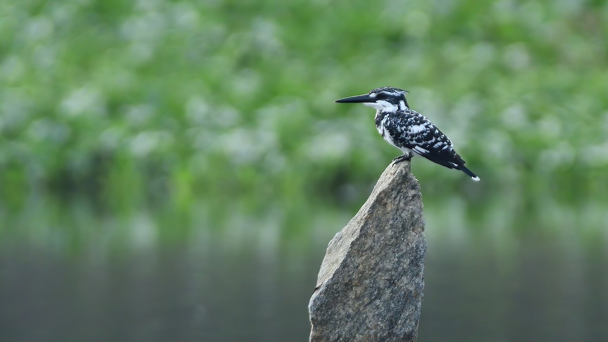 Pied Kingfisher - ML627200325