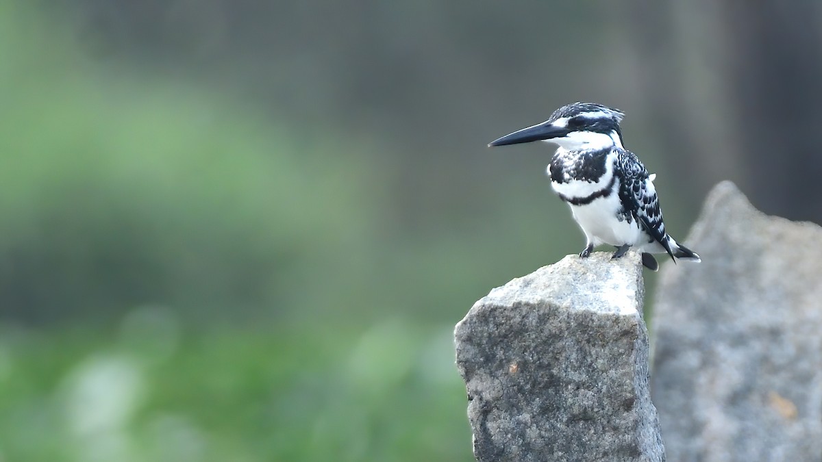 Pied Kingfisher - ML627200329