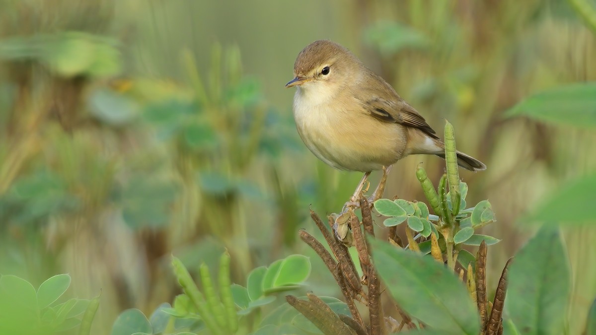 Booted Warbler - ML627200330