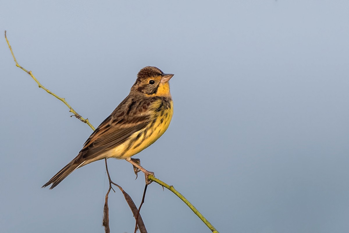 Yellow-breasted Bunting - ML627200349