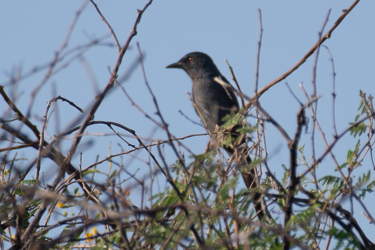 Ashy Drongo - ML627200437