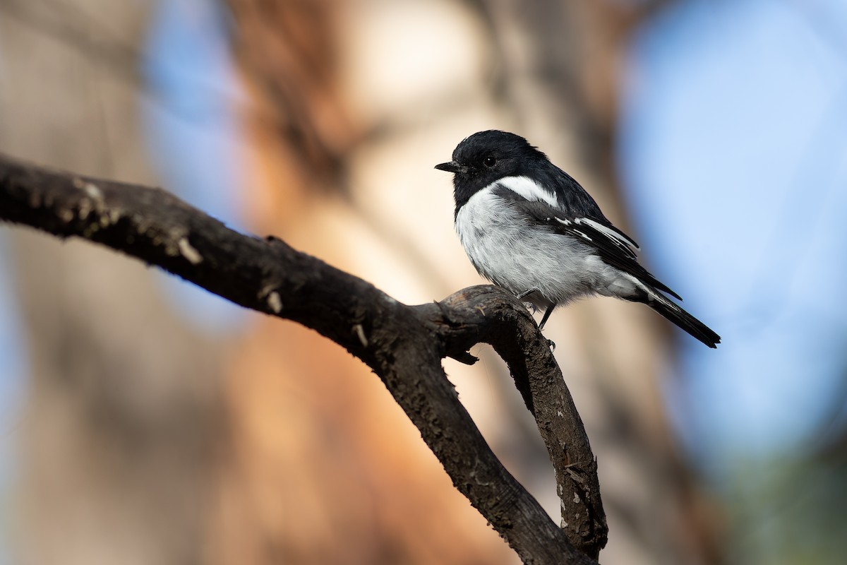 Hooded Robin - ML627200439