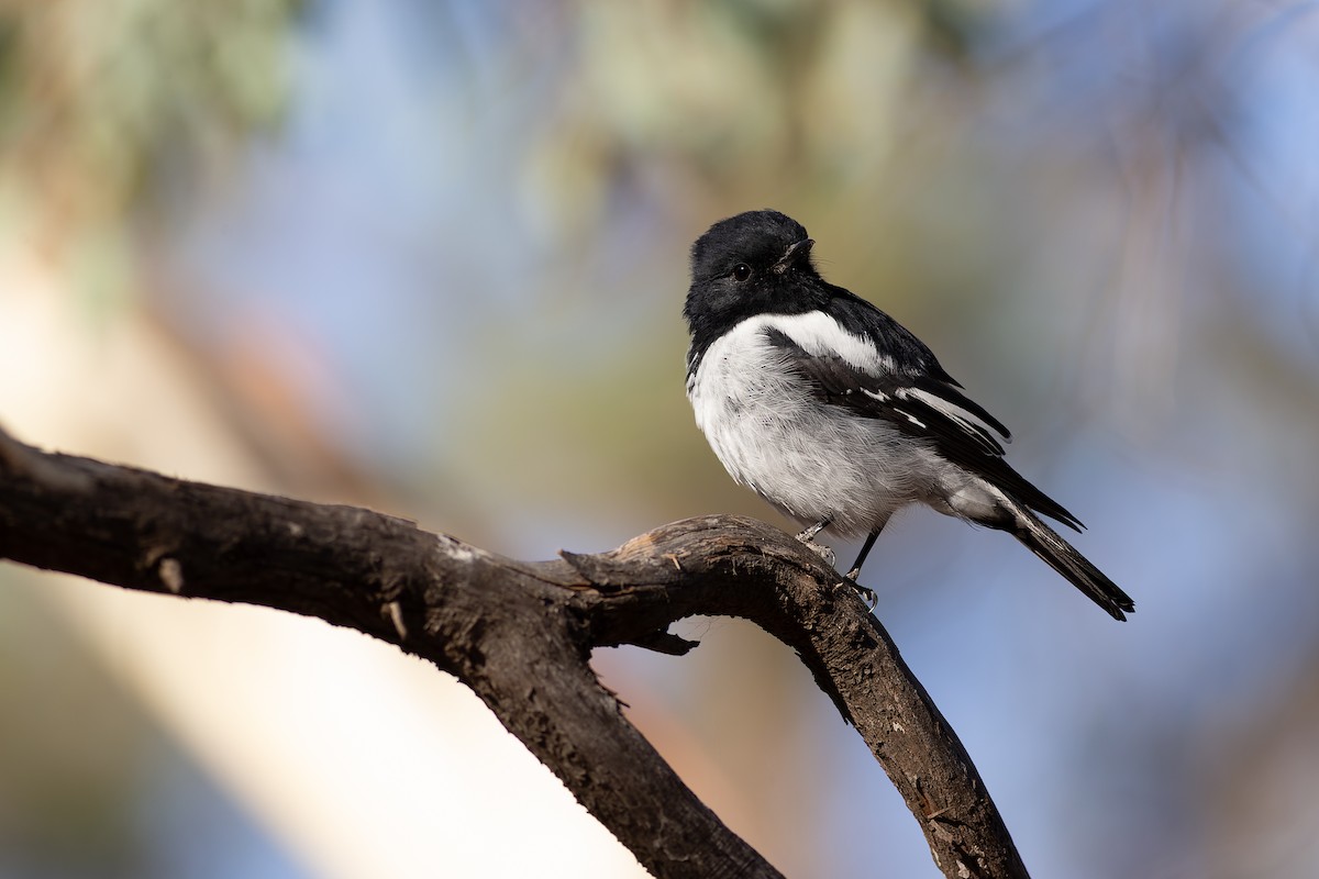 Hooded Robin - ML627200440