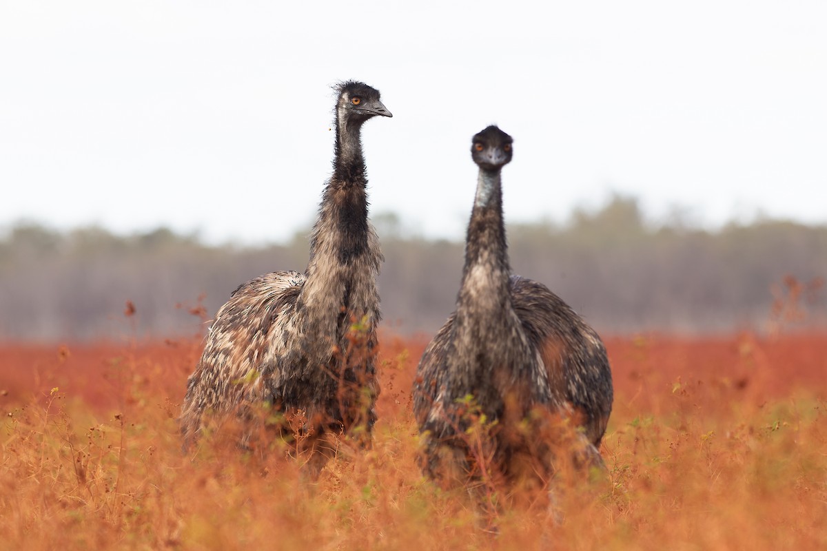 Emu - ML627200500