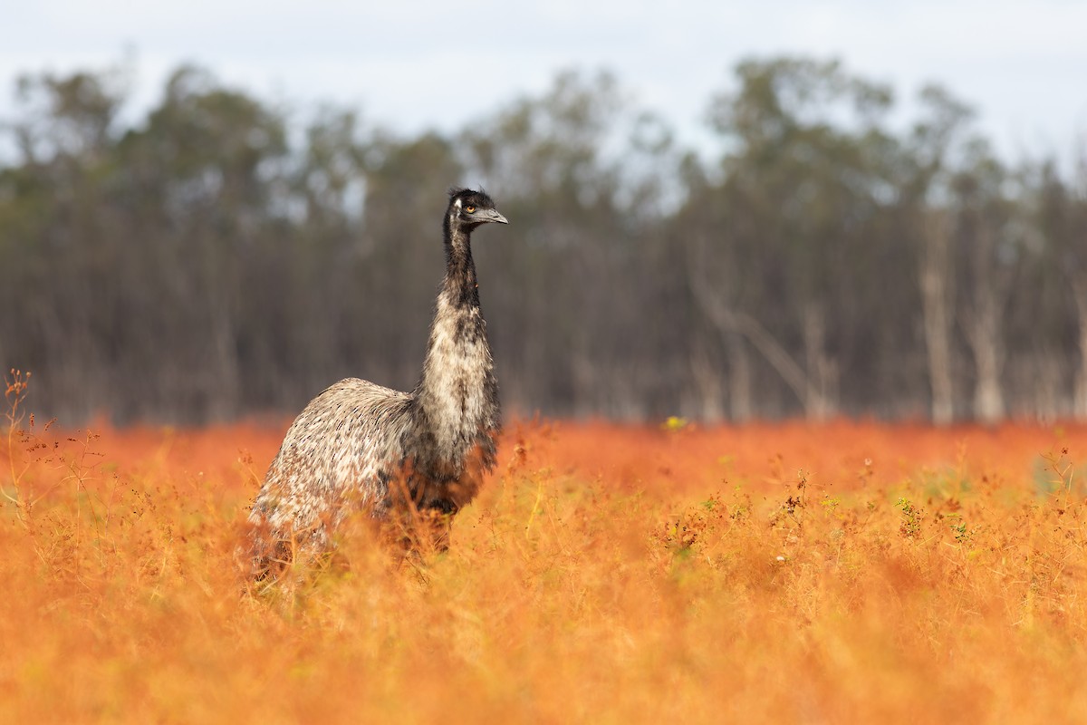 Emu - ML627200501