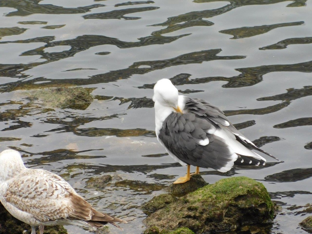 Lesser Black-backed Gull - ML62720061