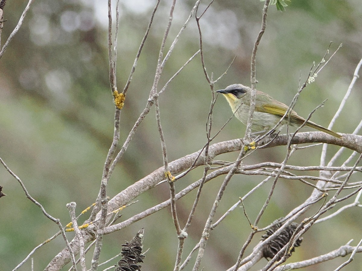 Purple-gaped Honeyeater - ML627200651