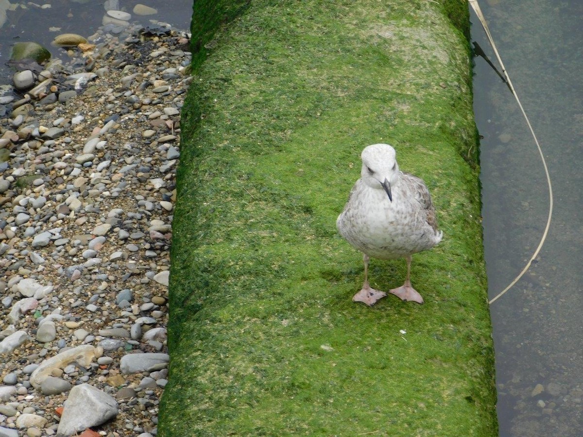 Yellow-legged Gull - ML62720081