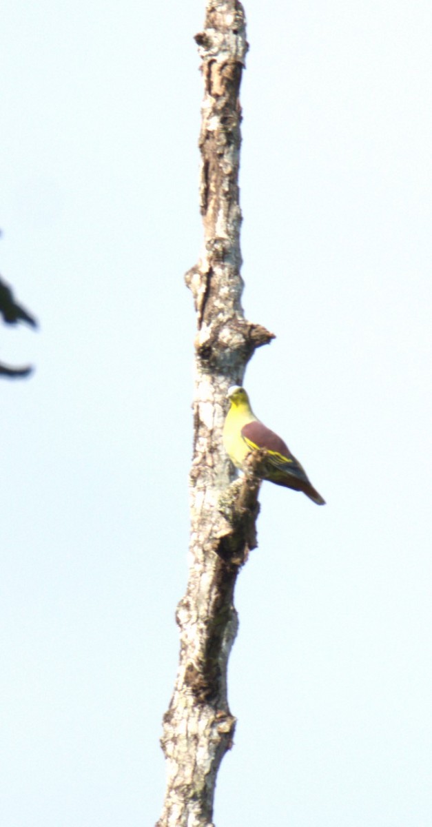 Ashy-headed Green-Pigeon - ML627200888