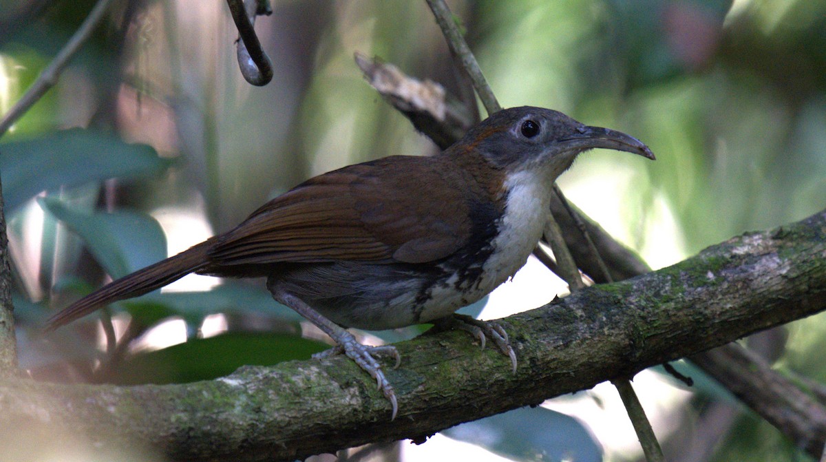 Large Scimitar-Babbler - ML627200913