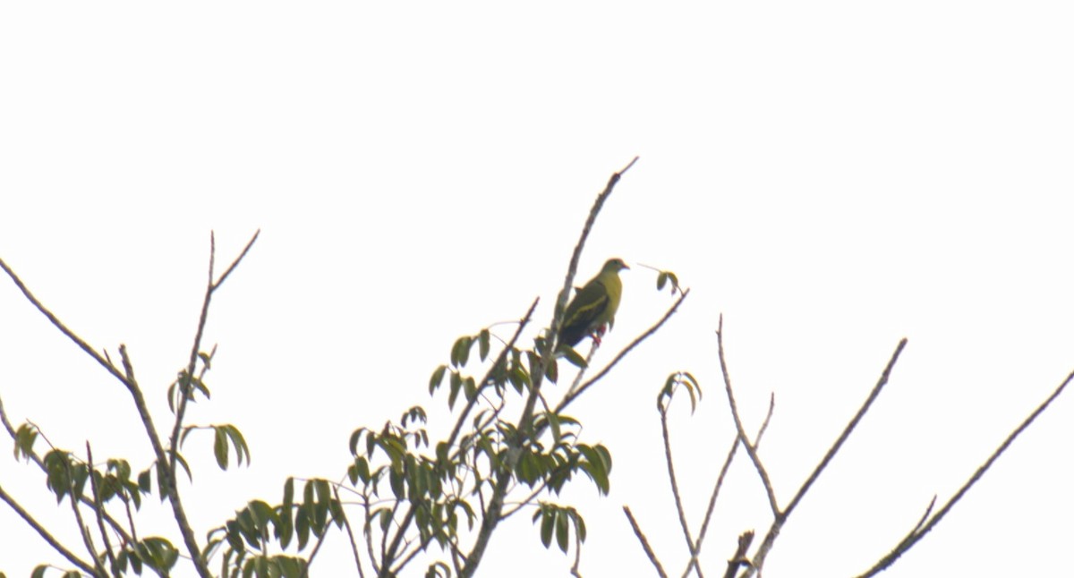 Thick-billed Green-Pigeon - ML627200943