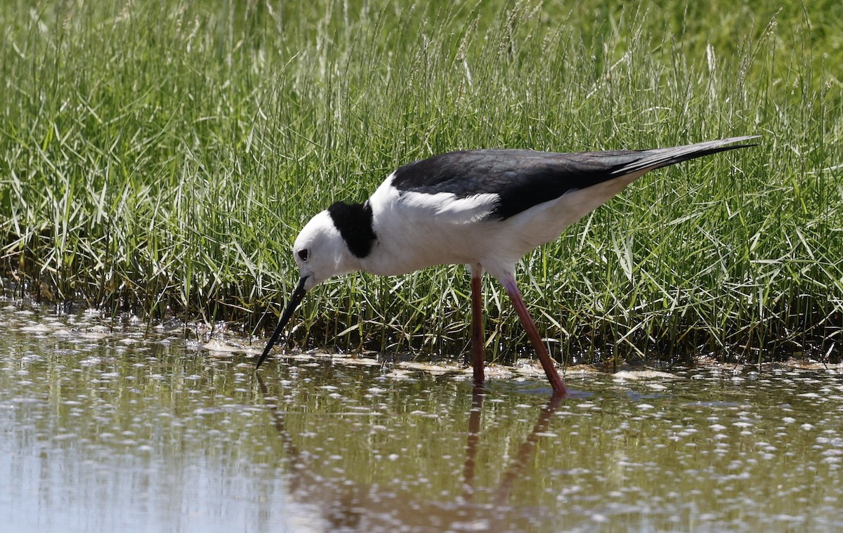 Pied Stilt - ML627200950