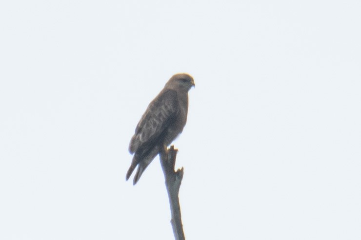 Mäusebussard (vulpinus/menetriesi) - ML627201348