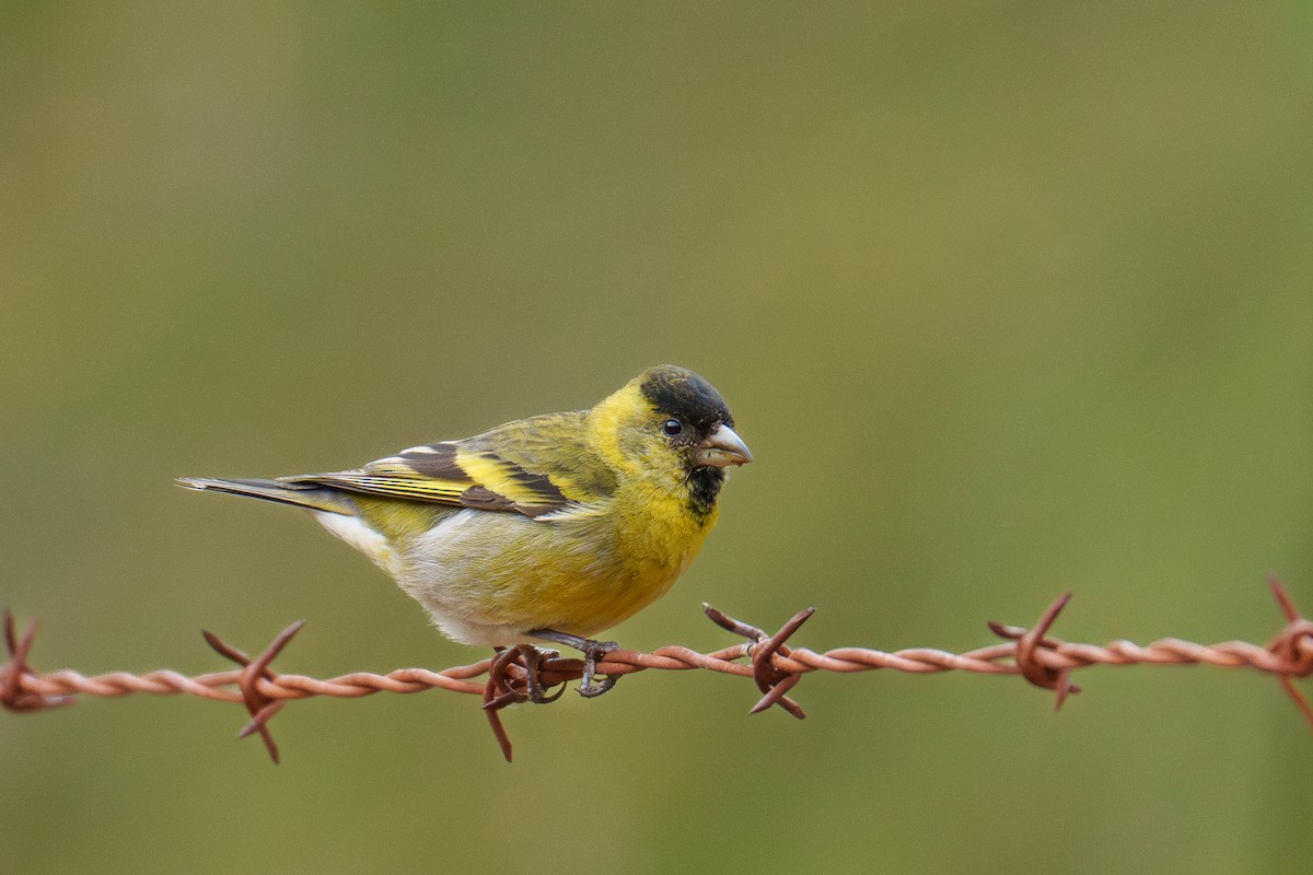 Black-chinned Siskin - ML627201410