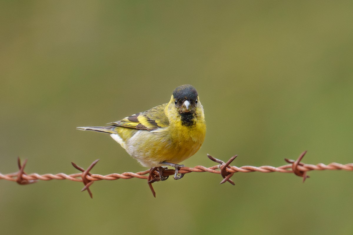 Black-chinned Siskin - ML627201411