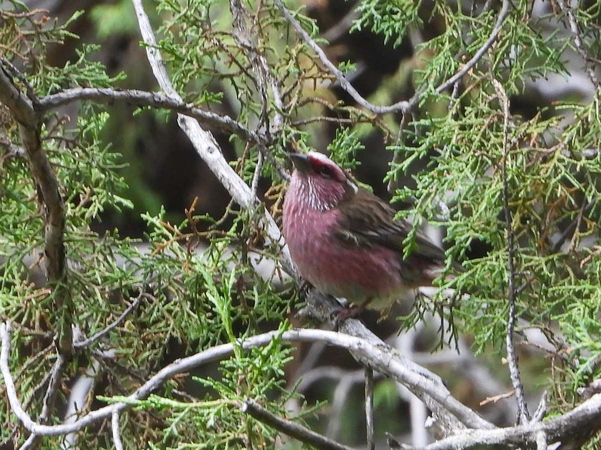 Chinese White-browed Rosefinch - ML627201616