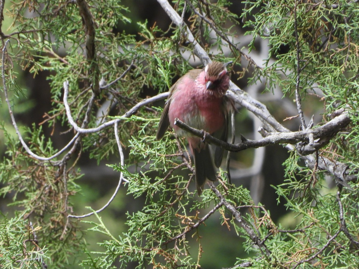 Chinese White-browed Rosefinch - ML627201617