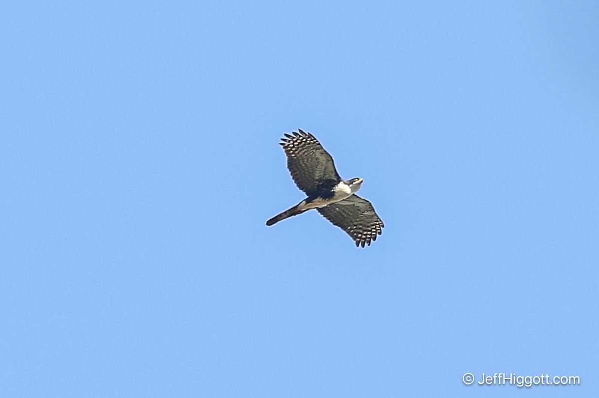 Black Goshawk - ML627201724