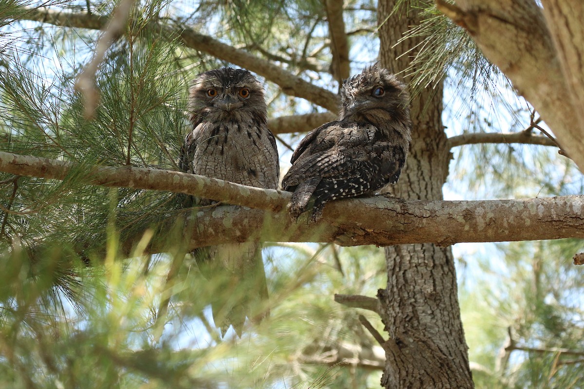 Tawny Frogmouth - ML627201737