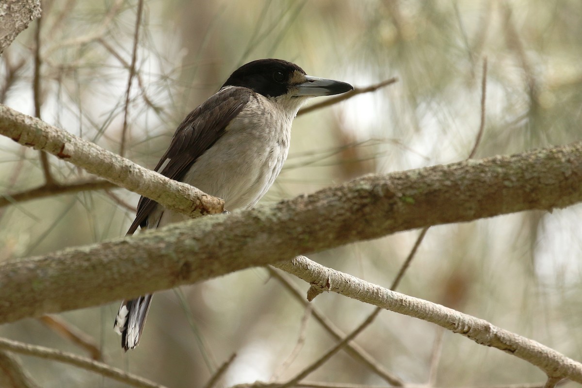 Gray Butcherbird - ML627201833