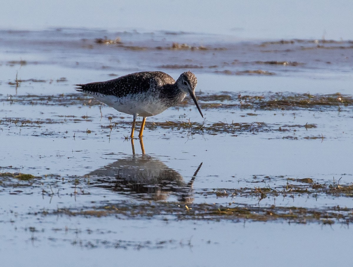 Greater Yellowlegs - ML627201895