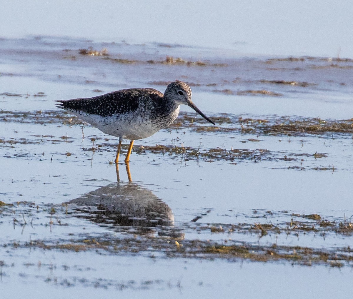 Greater Yellowlegs - ML627201897