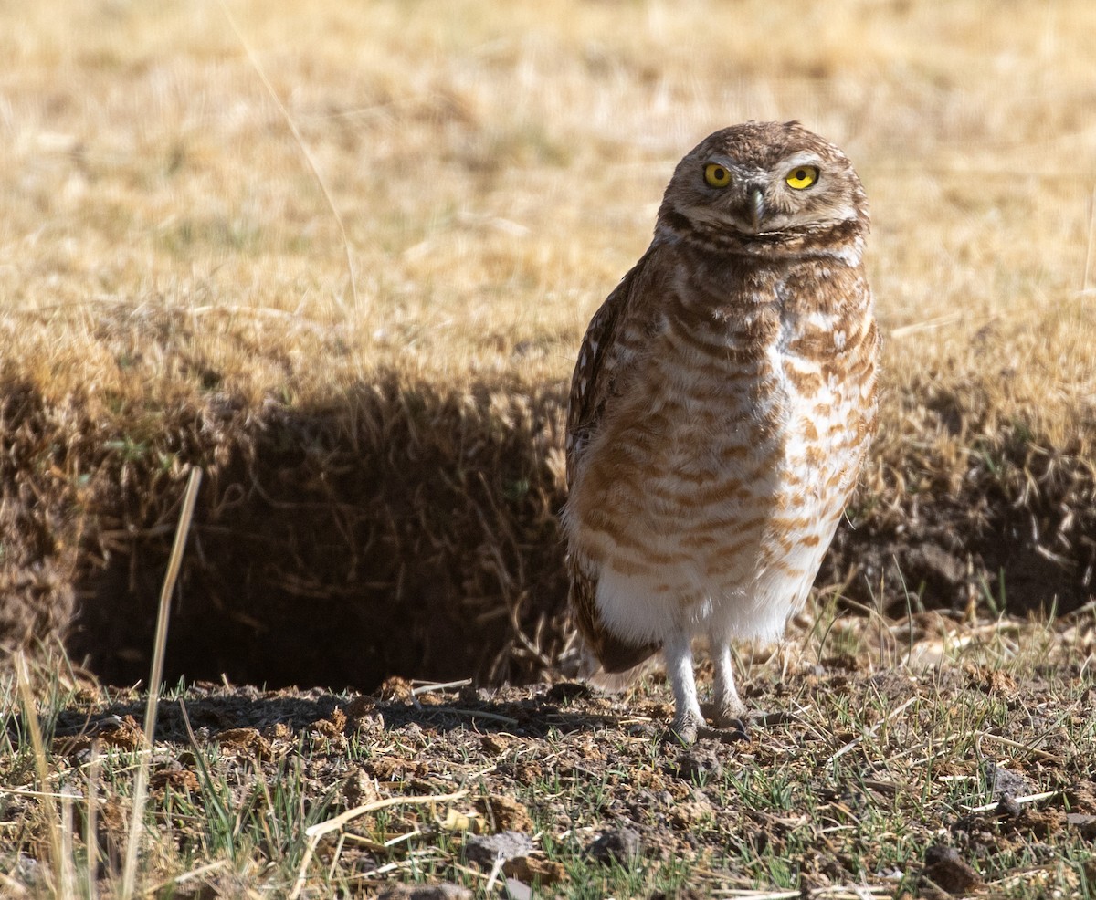 Burrowing Owl - ML627201903