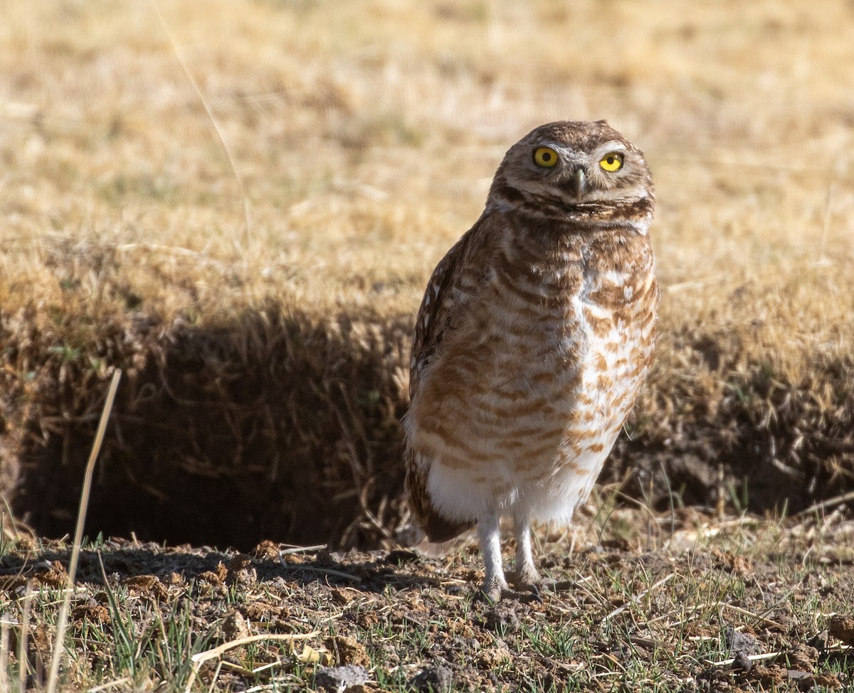 Burrowing Owl - ML627201904