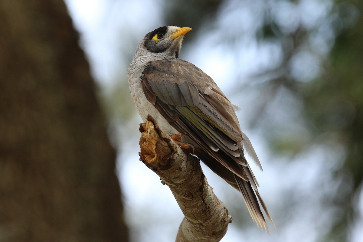 Noisy Miner - ML627201943