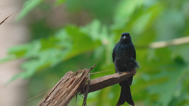 Crow-billed Drongo - ML627202003
