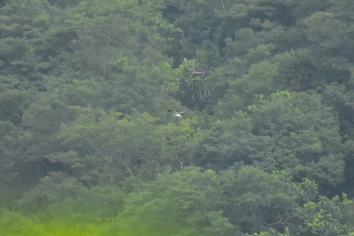 Black-winged Kite - ML627202184