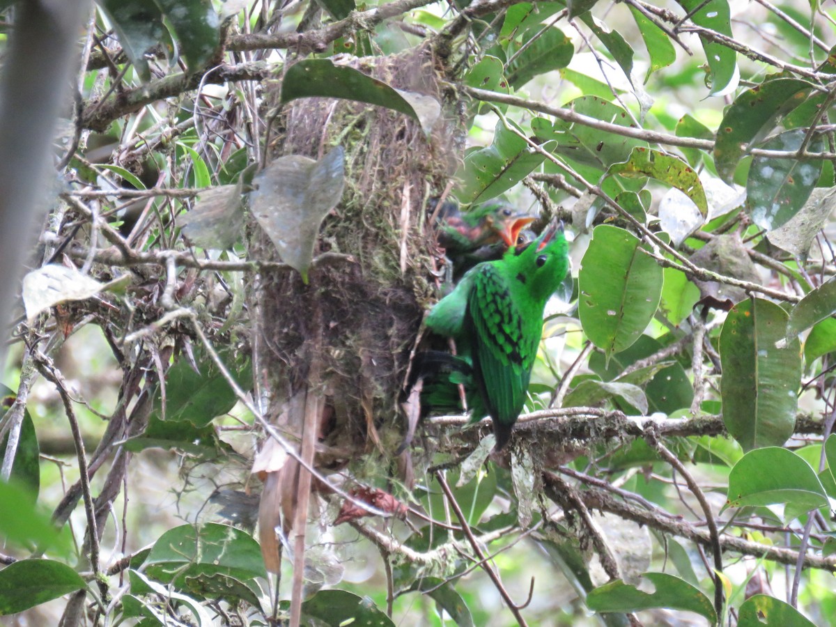 Whitehead's Broadbill - ML627202217