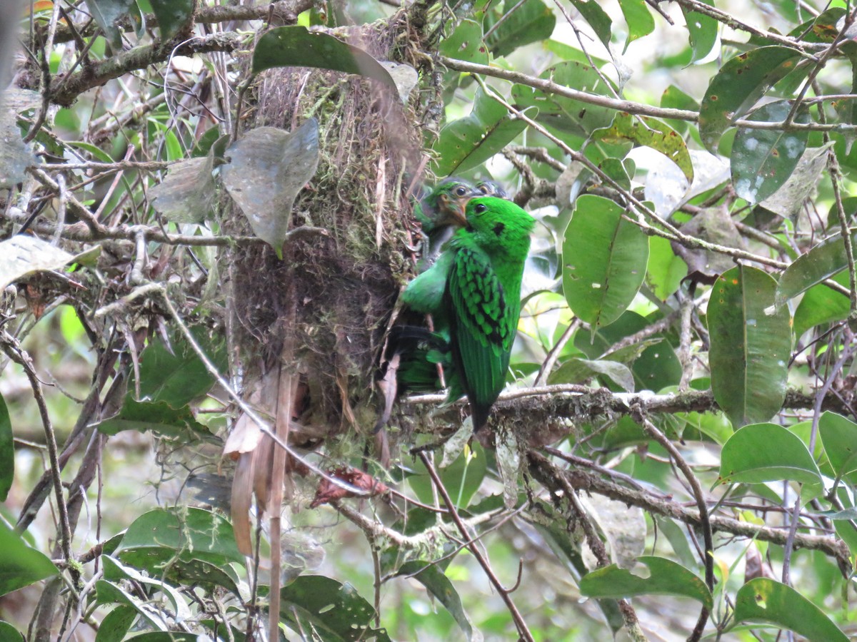 Whitehead's Broadbill - ML627202218