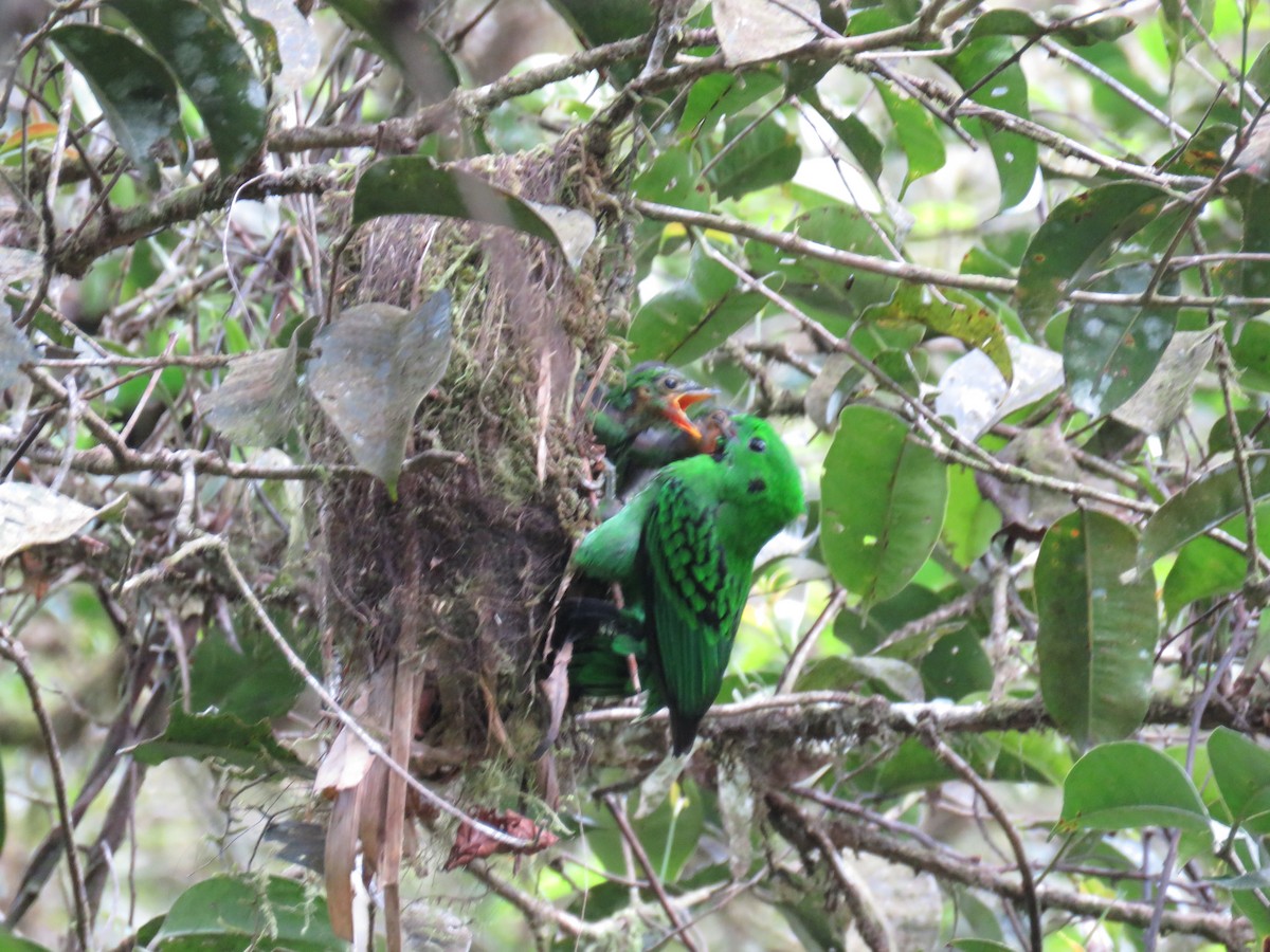 Whitehead's Broadbill - ML627202219