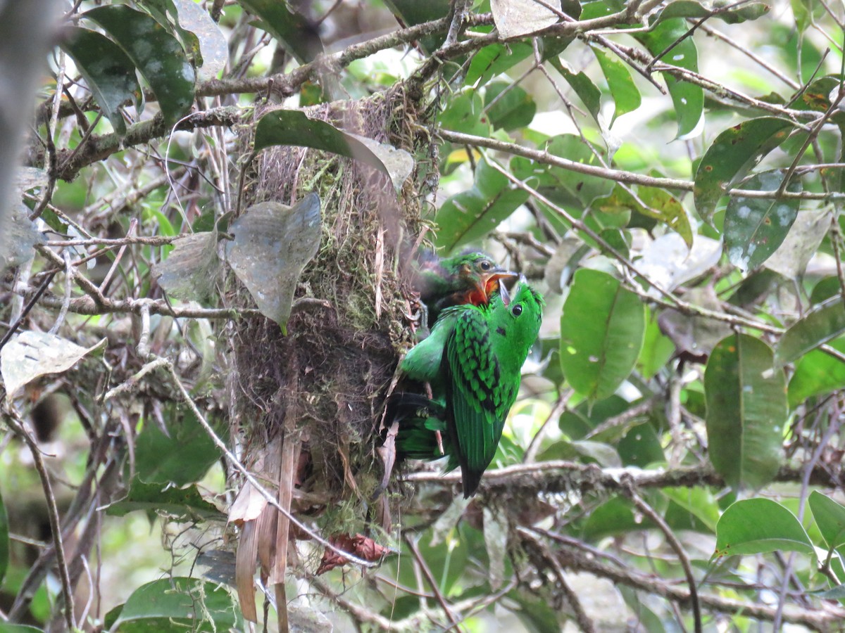 Whitehead's Broadbill - ML627202220