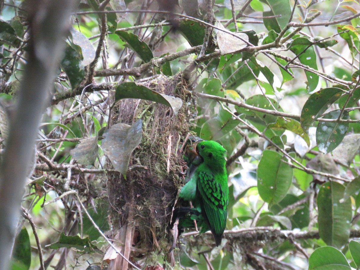 Whitehead's Broadbill - ML627202221