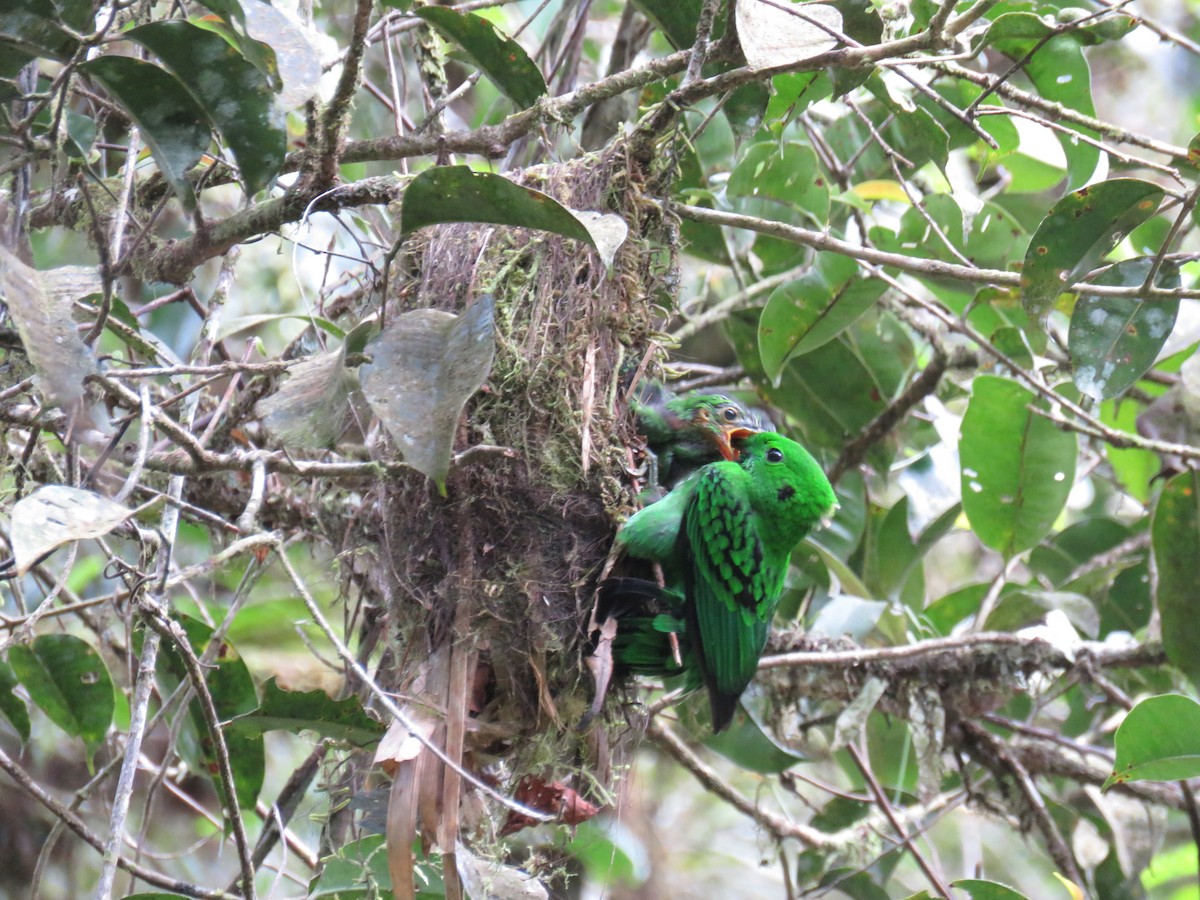 Whitehead's Broadbill - ML627202222